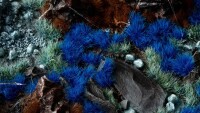 Alien Blue Tufts 6mm Wild 2
