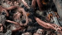 Alien Void Tufts 6mm Wild 2