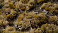 Marshland Tufts Set Wild 2