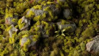 Moss Tufts 2mm 3
