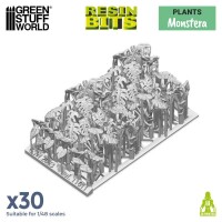 Monstera Pflanzen Set (30) 2