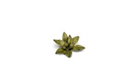 Laser Plants Dumb Cane 2