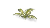 Laser Plants Bracken 2