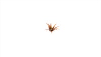 Laser Plants Red Aloe 2