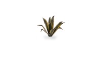 Laser Plants Agave 2